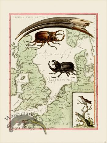 Edwards 105 Least Humming Bird